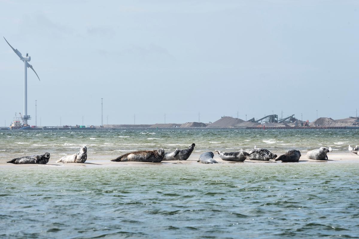 2018 Bijzonder Plekje Zeehondensafari (Thyboron) Denemarken 21 1200Px