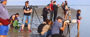 Fanø zieht jedes Jahr viele naturinteressierte Besucher an. Foto: Søren Brinch