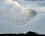 Erlebe die Schwarze Sonne über der Marsch in Dänemark