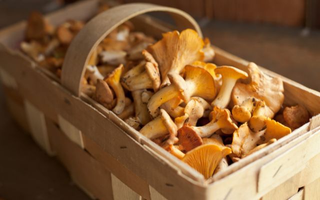 Pilze: Die Schätze der Natur