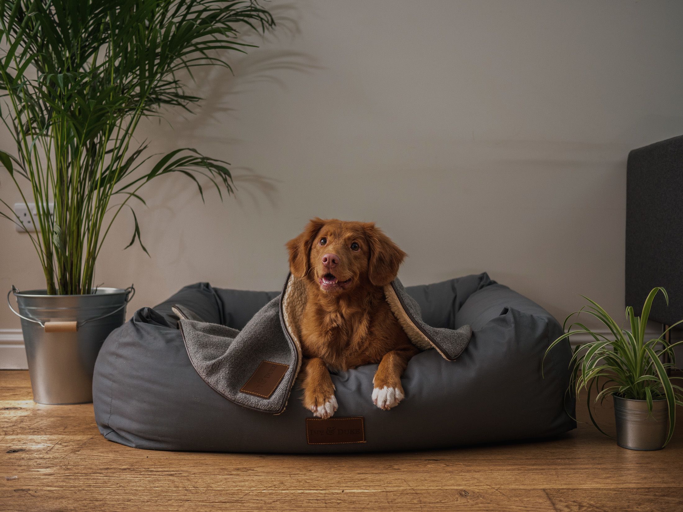 Hund Med Paa Sommerhusferie