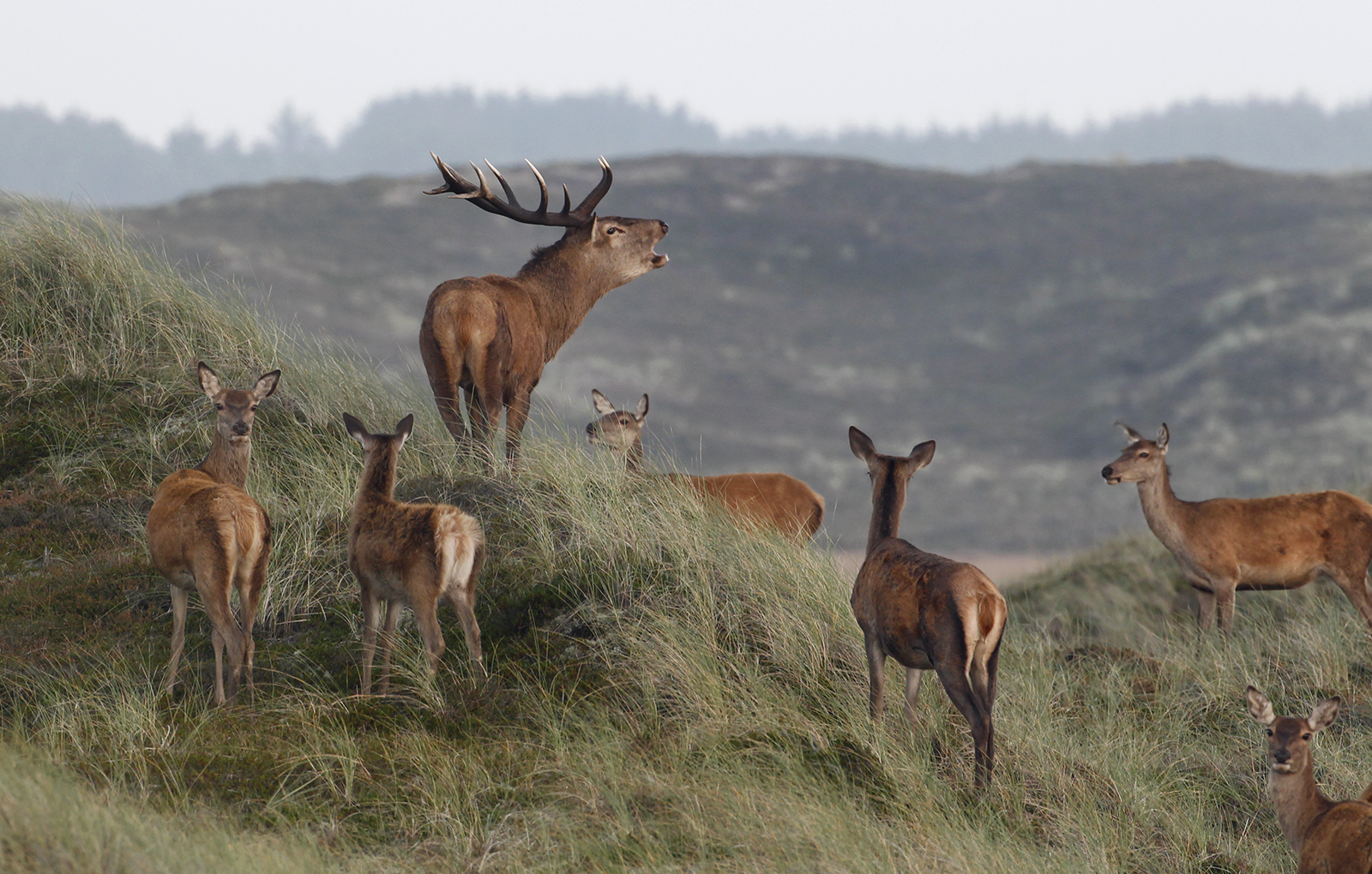 Foto: Jens Kristian Kjærgaard
