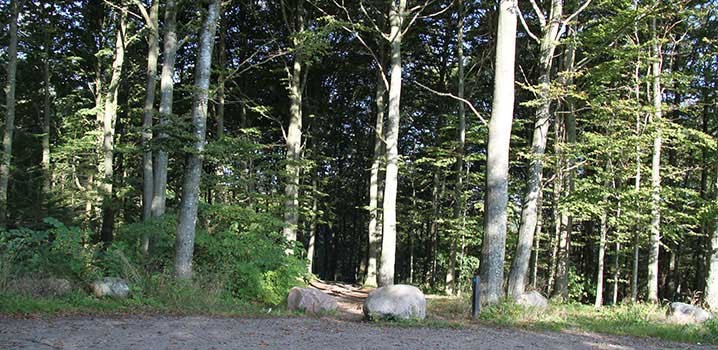 Wald mit hohen Bäumen und einem großen Felsbrocken in der Mitte. Kiesweg im Vordergrund.