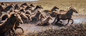 Die Wildpferde auf Langeland sind ein wunderschöner Teil der Landschaft. Foto: Jonas Legarth