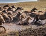 Die Wildpferde auf Langeland sind ein wunderschöner Teil der Landschaft. Foto: Jonas Legarth