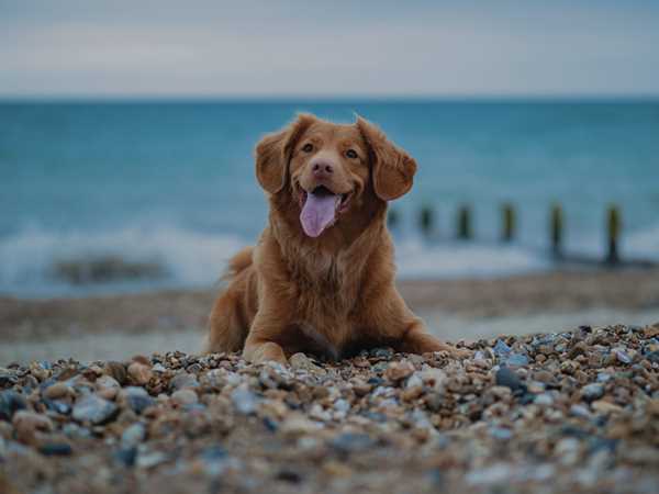 Infos zur Hundegesetzgebung