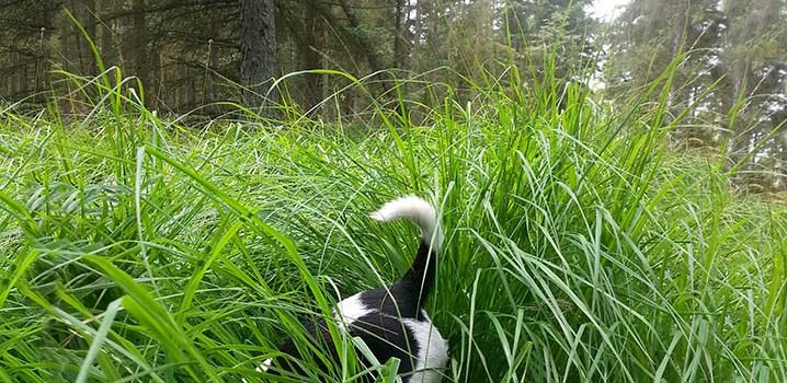 Hund findet etwas spannendes im Gras