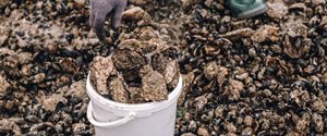 Austern sind bereit zum Pflücken