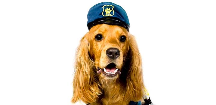 Hund mit Polizeimütze