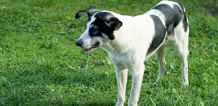 Ferienhaus mit eingezäuntem Grundstück