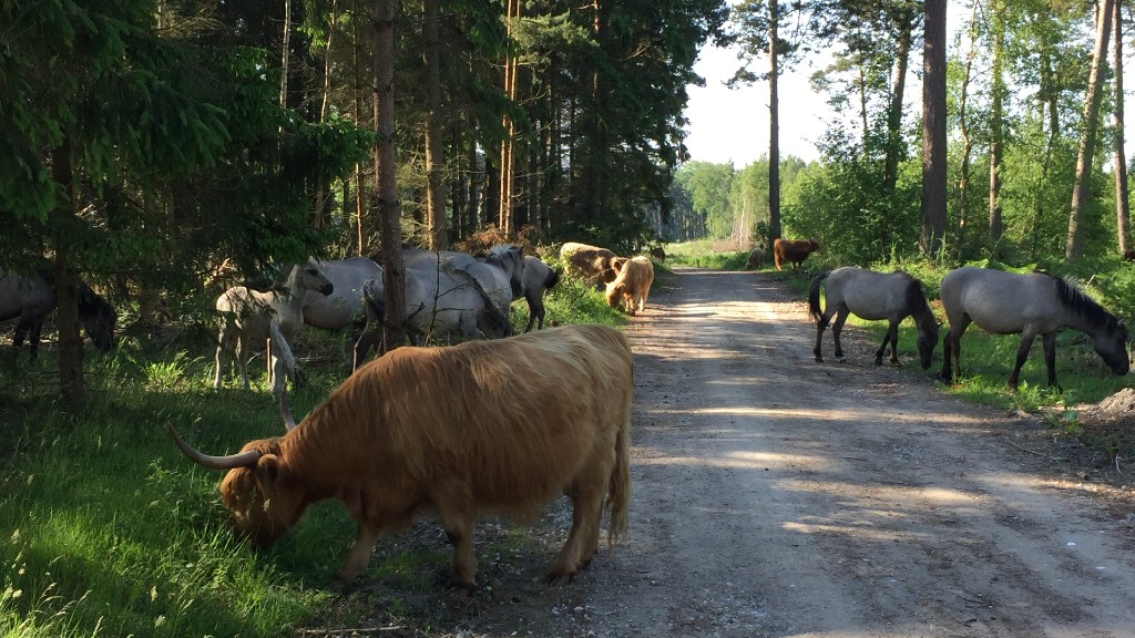 253290 Boetoeskoven Koeer Heste Sti