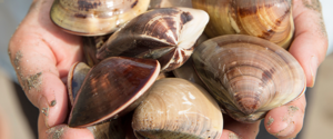 Muschelerntefest in Løgstør 