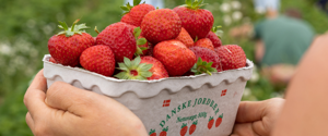Erdbeeren pflücken in Dänemark