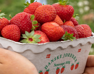 Erdbeeren pflücken in Dänemark nahe deinem Ferienhaus