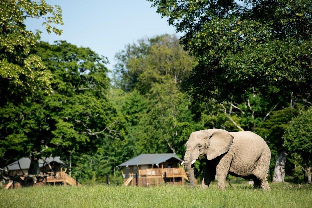 Knuthenborg Elefant 1 Credit Business Lolland Falster 1200Px