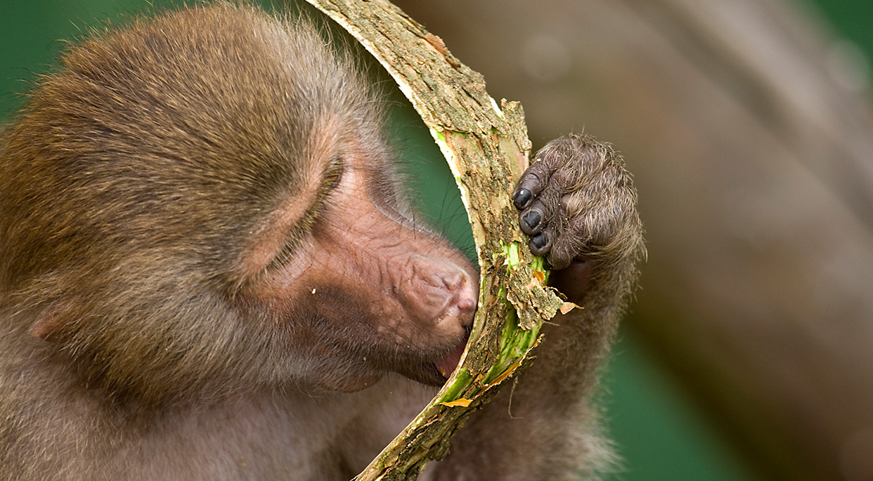 Jyllands Park Zoo 1242X685