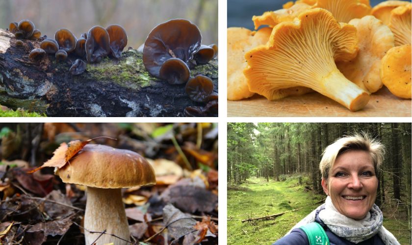 Drei leicht erkennbare Pilze: Judasohren, Echte Pfifferling, Steinpilz