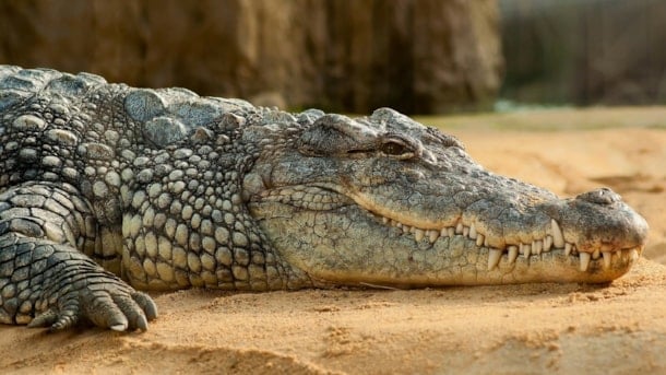 242067 Krokodille Zoo 1024X576