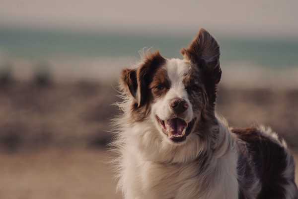 Hundewälder können Sie Ihren Hund frei laufen lassen - Sonne und Strand